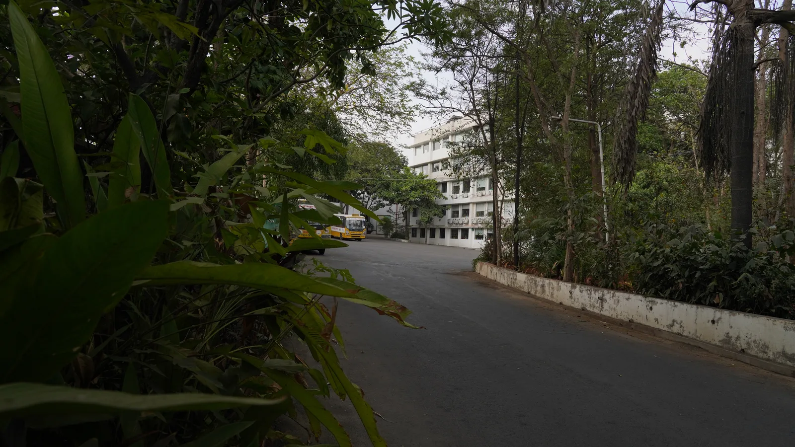 A tree-lined path across the campus