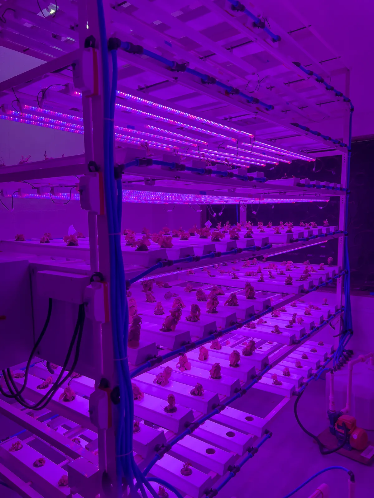 Hydroponic growing racks under grow lights in the Sacred Heart hydroponics lab