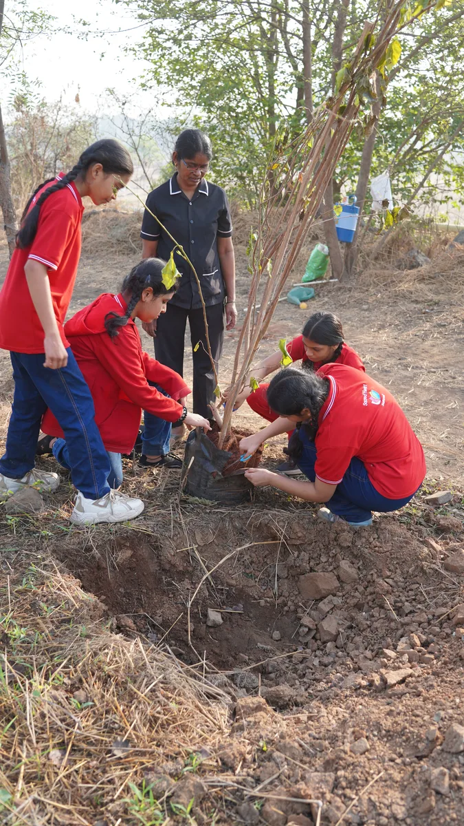 Tree Plantation