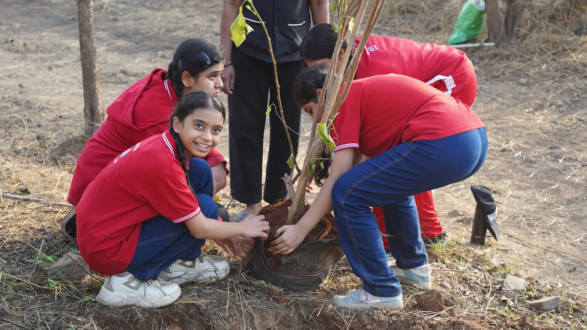 Tree Plantation