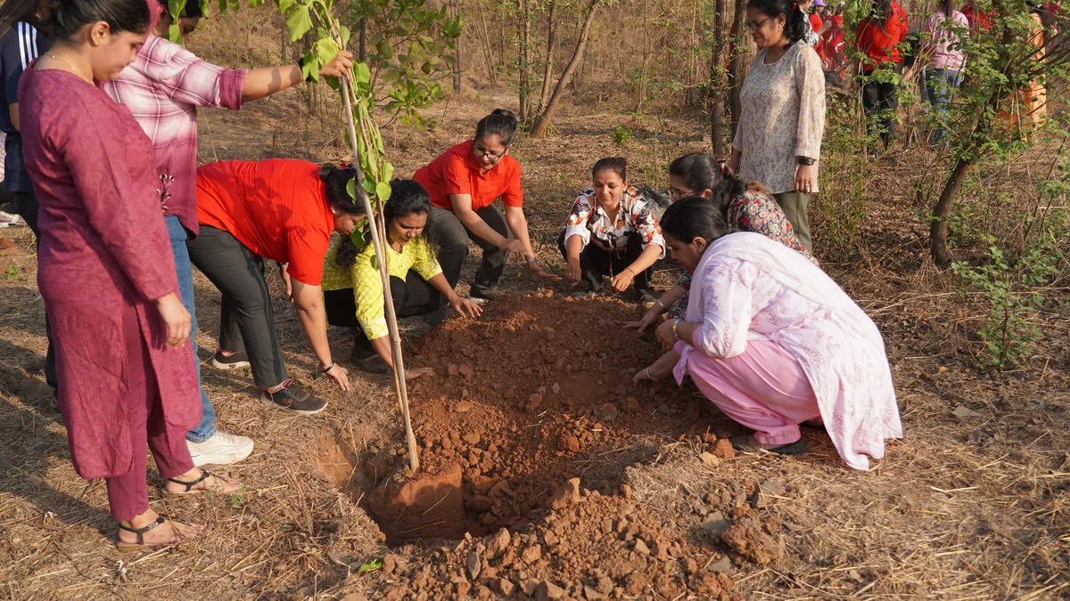 Tree Plantation